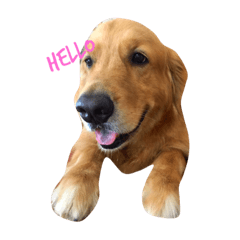 [LINEスタンプ] とびだすゴールデン