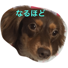 [LINEスタンプ] おこたんちゃん