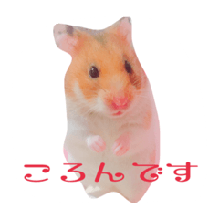[LINEスタンプ] プリンスなころんちゃん