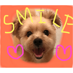 [LINEスタンプ] 雑種の犬のクッキー