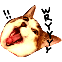 [LINEスタンプ] 三毛猫おかき