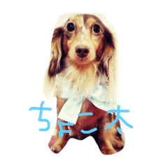 [LINEスタンプ] ちょこたのすたんぷ