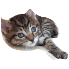 [LINEスタンプ] ベイビー 猫の画像（メイン）