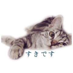 [LINEスタンプ] アメリカンショートヘア