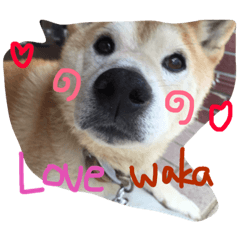 [LINEスタンプ] 若獅子 パート1