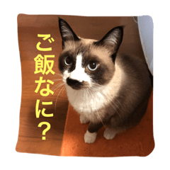 [LINEスタンプ] 我が家のくっくさん