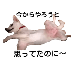 [LINEスタンプ] 白ワンコ