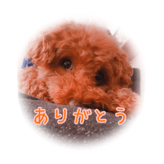 [LINEスタンプ] つかえるかわいいトイプースタンプ
