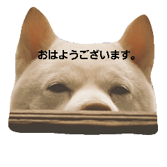 [LINEスタンプ] 白柴しろまる。