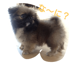[LINEスタンプ] ペキ 音丸くんのスタンプ