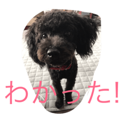 [LINEスタンプ] 世界一かわいいモップと仲間たち