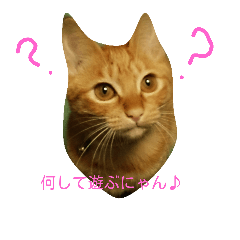 [LINEスタンプ] nyannyannekotan