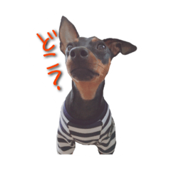 [LINEスタンプ] ミニピンとまと＆ぽてと その1