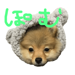 [LINEスタンプ] ぽむの日常用
