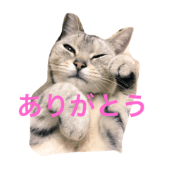 [LINEスタンプ] ビビ^._.^