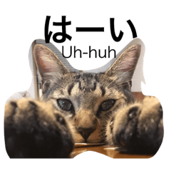 [LINEスタンプ] ネコ写真シンプル日常2