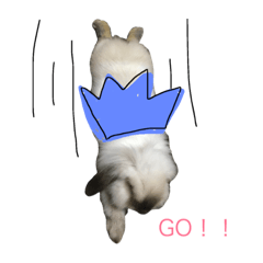 [LINEスタンプ] うさぎのころ