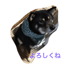 [LINEスタンプ] 黒柴ほくと