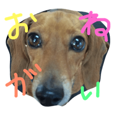 [LINEスタンプ] くぅ〜ちゃんの日常