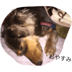 [LINEスタンプ] 私の名前はココアだワン