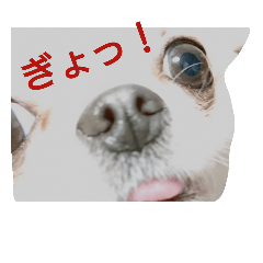 [LINEスタンプ] チワワの日常②