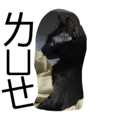 [LINEスタンプ] 台湾の黒い猫 
