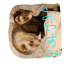 [LINEスタンプ] みんな大好きフェレット
