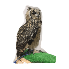 [LINEスタンプ] Owl(^^)