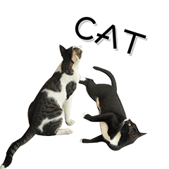 [LINEスタンプ] black cat＆white cat 