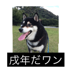 [LINEスタンプ] 明けましておめでとう 柴犬