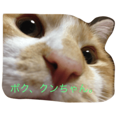 [LINEスタンプ] catttttooo