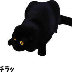 [LINEスタンプ] 黒猫のアニメーションスタンプの画像（メイン）