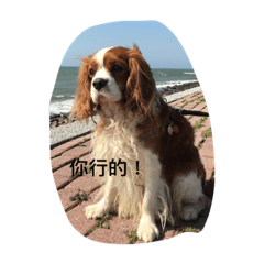 [LINEスタンプ] Bobo sunny boy