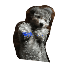 [LINEスタンプ] ソフィーちゃんの一日