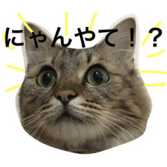 [LINEスタンプ] ふわ猫『ジルたん日記』