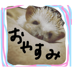 [LINEスタンプ] ハリネズミのカンパチ
