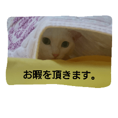 [LINEスタンプ] イヱネコ