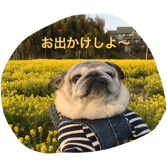 [LINEスタンプ] パグのチッチ俺のスタンプ 1
