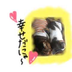 [LINEスタンプ] ネコちゃんスタンプ☆