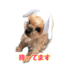 [LINEスタンプ] うどんの日常   筑豊弁