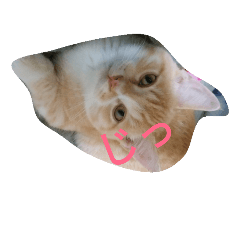 [LINEスタンプ] ルナちゃんののんびり日和