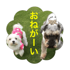 [LINEスタンプ] Miniature Schnauzer Baron kun