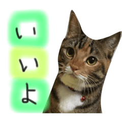 [LINEスタンプ] 猫が大好き