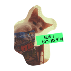 [LINEスタンプ] utino neko siro kuro chacha