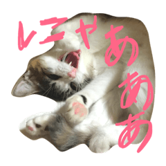 [LINEスタンプ] 可愛い猫。名前ははるちゃん。
