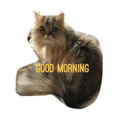 [LINEスタンプ] ペルシャ猫 りんのまったりLIFE