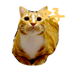 [LINEスタンプ] あと猫