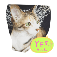 [LINEスタンプ] happy new neko
