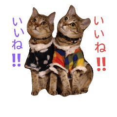 [LINEスタンプ] てんちゃんとぷららと愉快な仲間たち