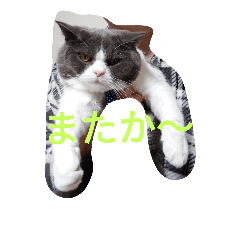[LINEスタンプ] コタロー＆ミミ